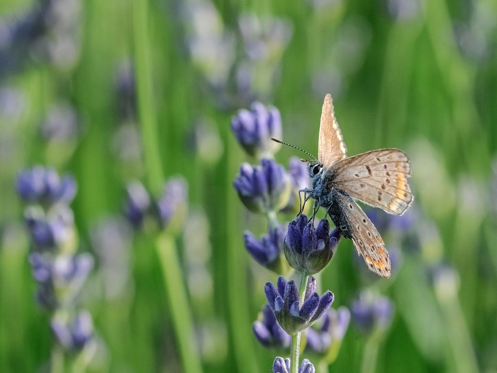 Licenide da determinare - Polyommatus icarus
