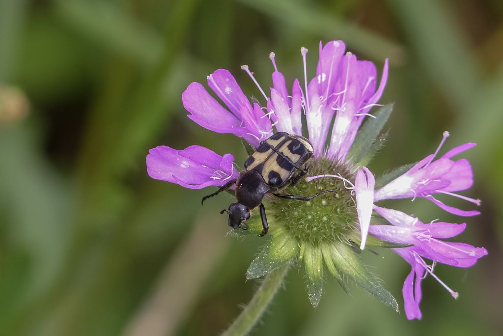 Trichius sp.