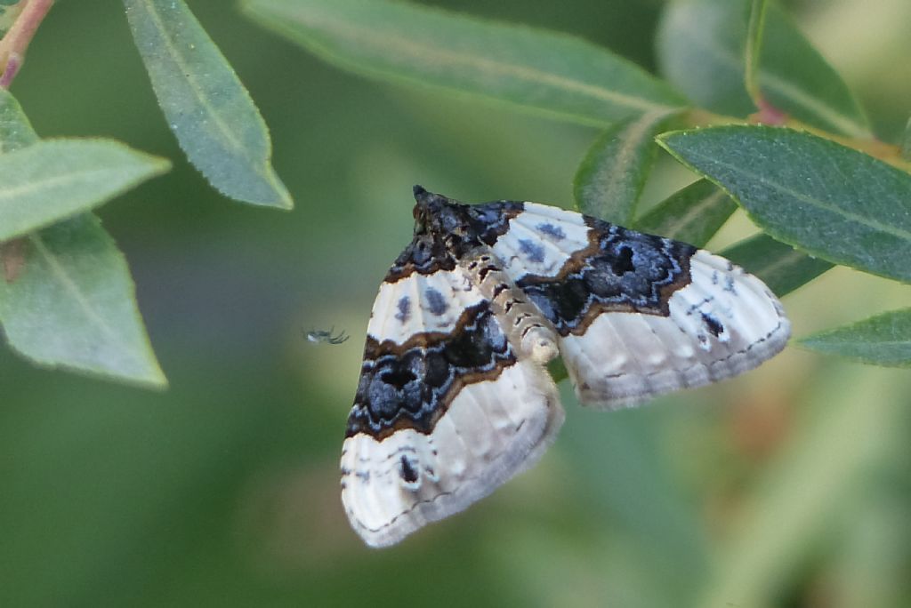 Lepidottero da identificare - Cosmorhoe ocellata