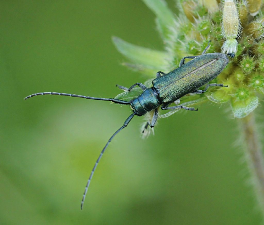Agapanthia violacea o intermedia?