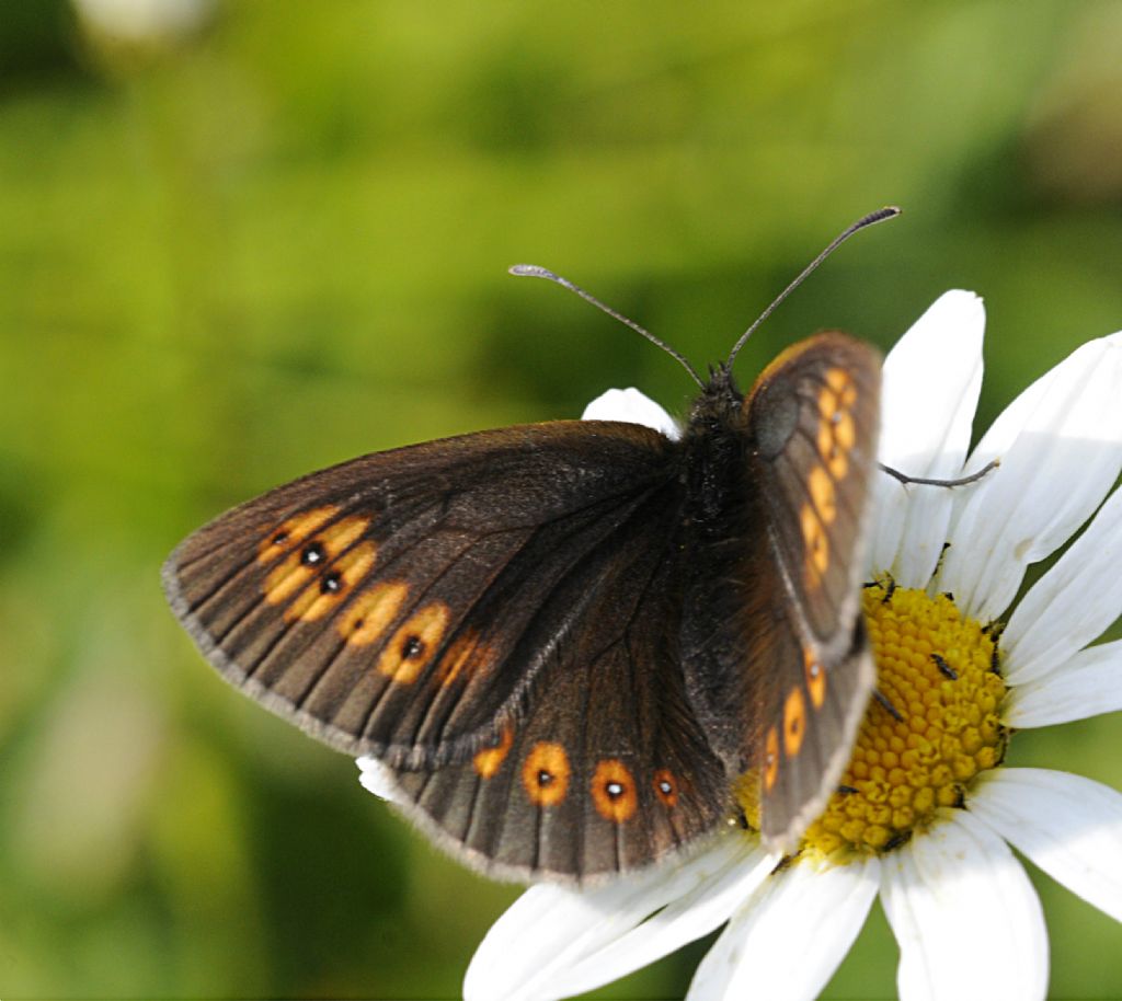 Quale Erebia? - Erebia albergana