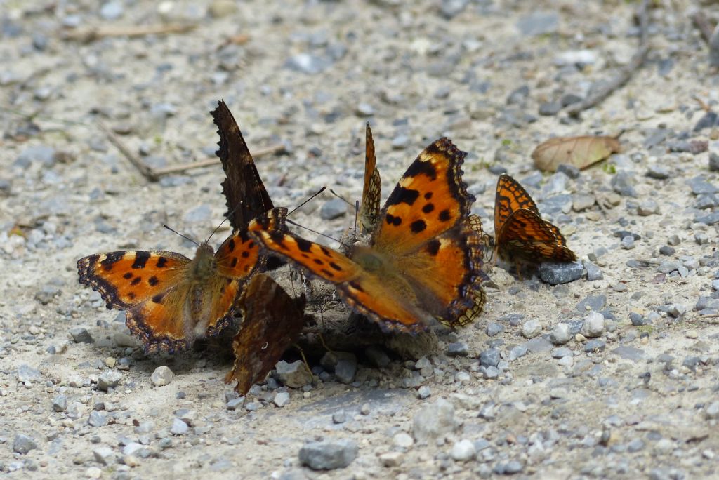 Polygonia c-album, Aglais urticae e...?