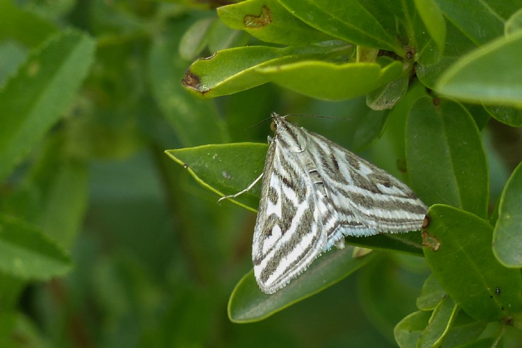 Lepidottero da determinare - Loxostege aeruginalis