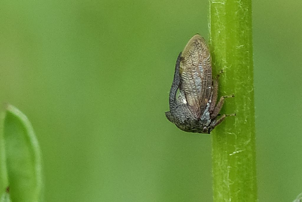 Centrotus cornutus?