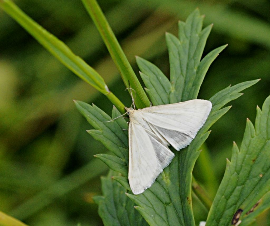 Lepidottero da identificare