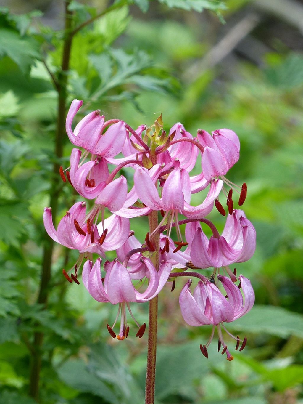 Lilium martagon