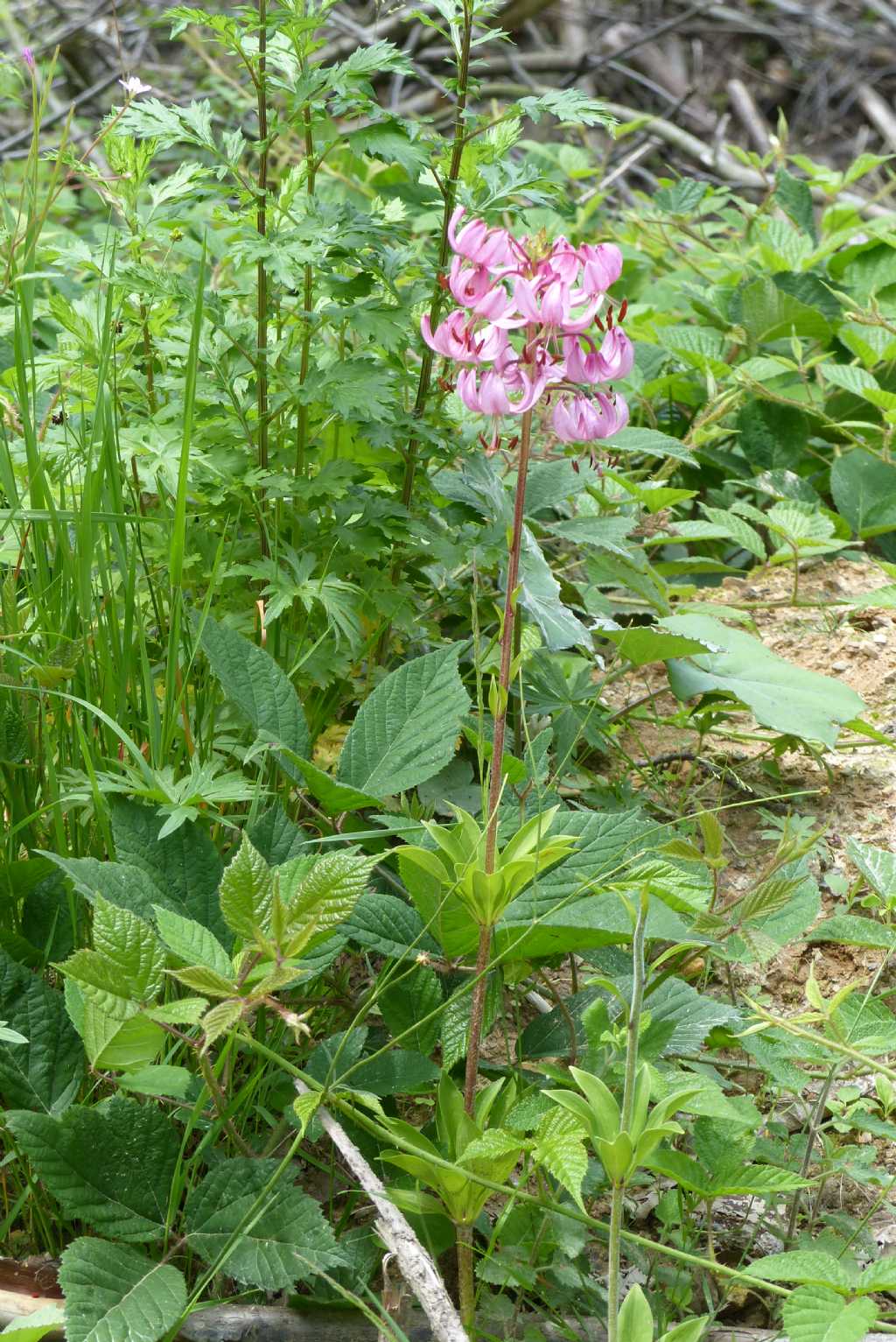 Lilium martagon