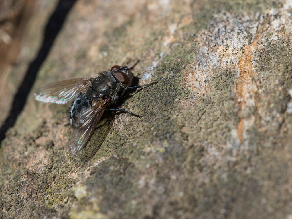 Maschio di Pollenia sp. (Calliphoridae)