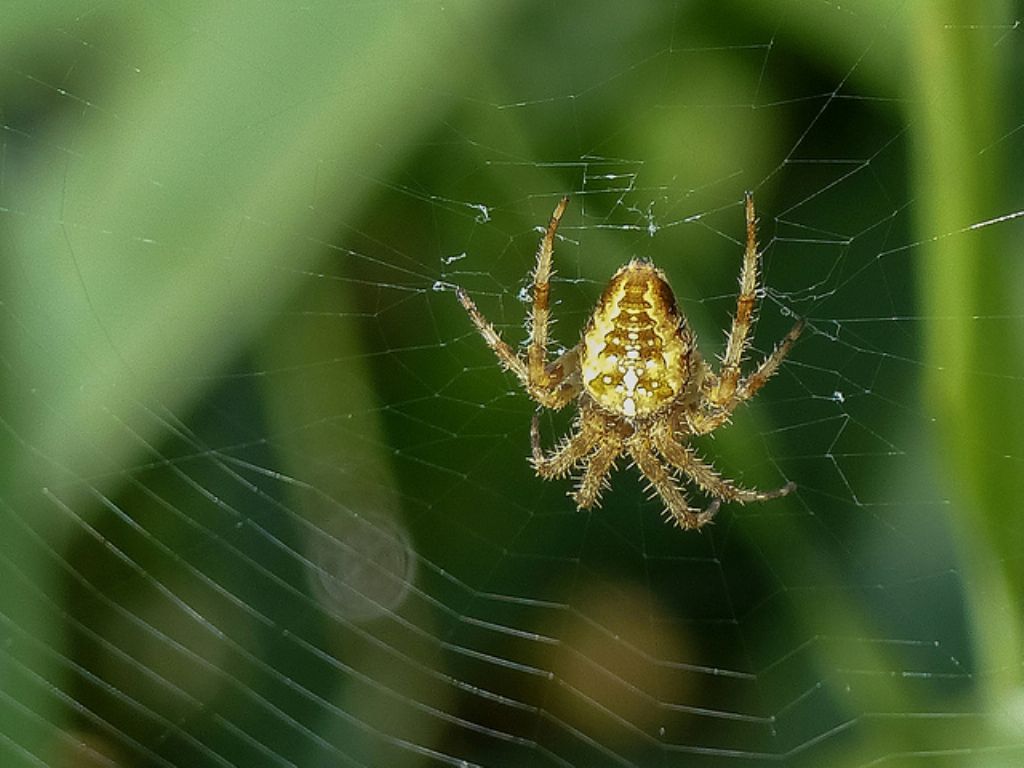 Araneus diadematus - Zaanse Schans (Olanda)