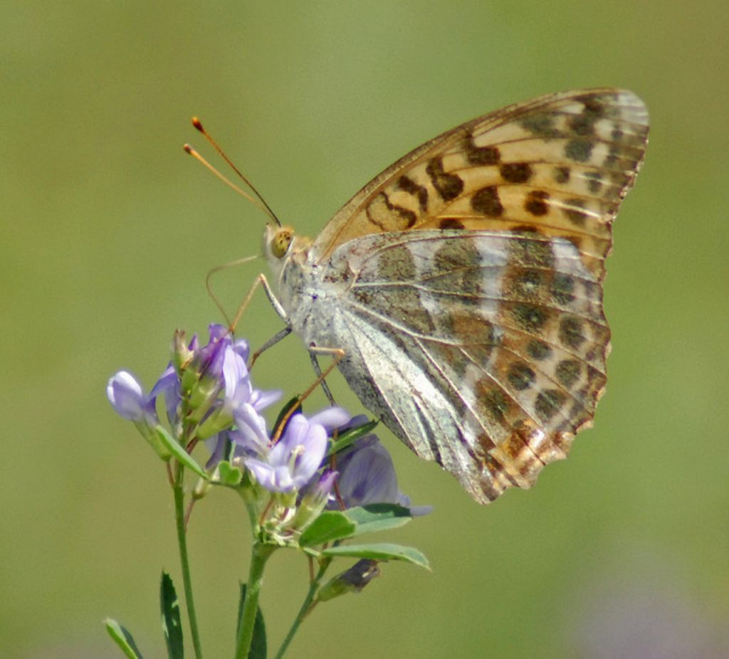 Lepidottero da identificare - Argynnis paphia