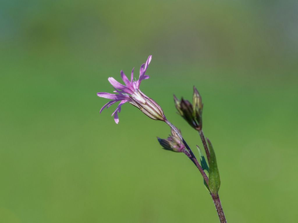 Lychnis flos-cuculi