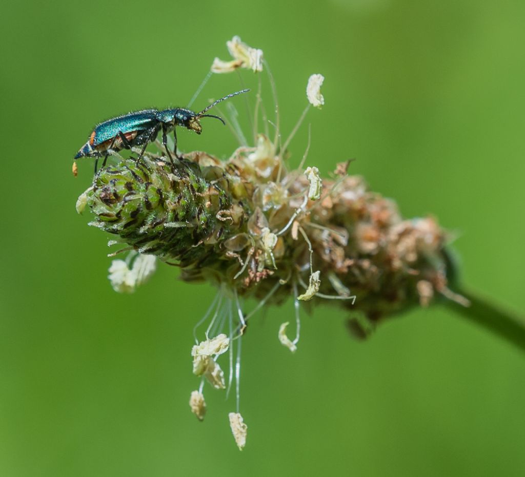 Malachiidae? Quale?