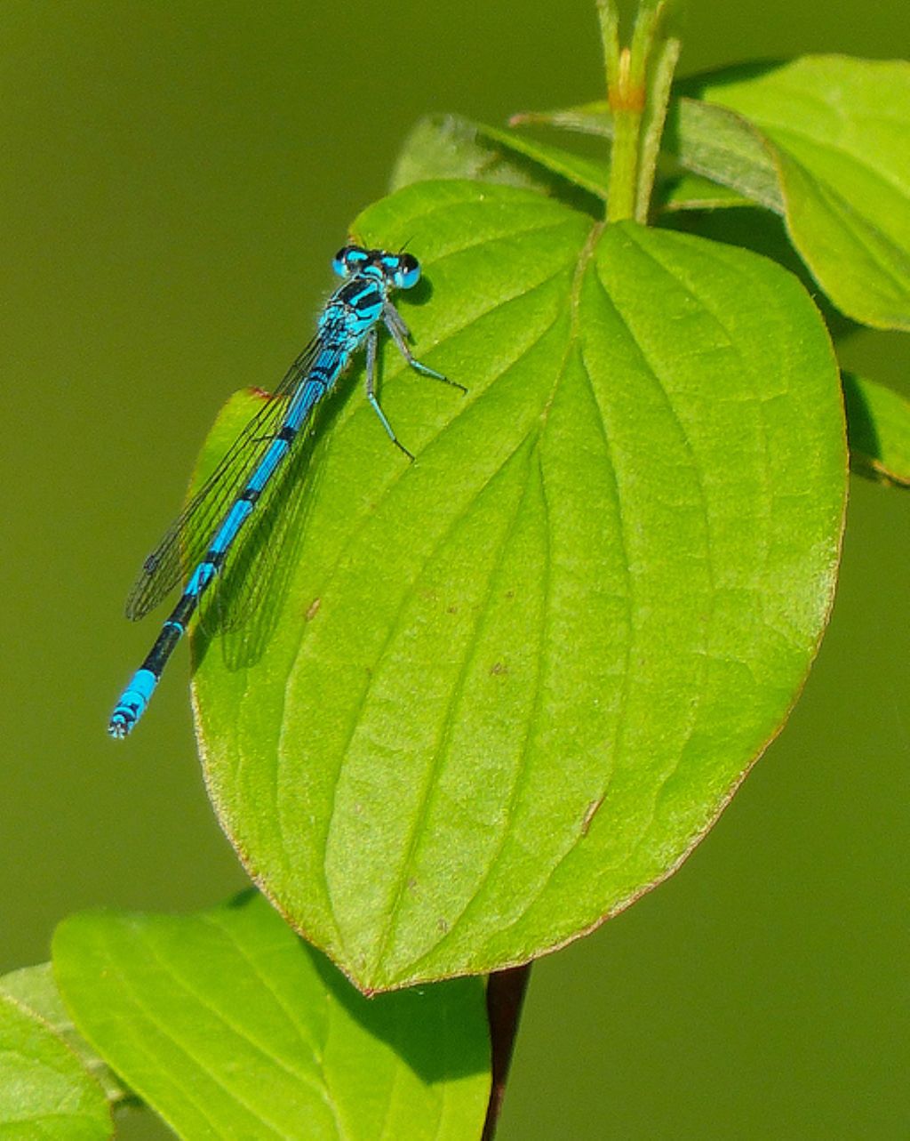 Enallagma cyatigerum? - No, Coenagrion puella