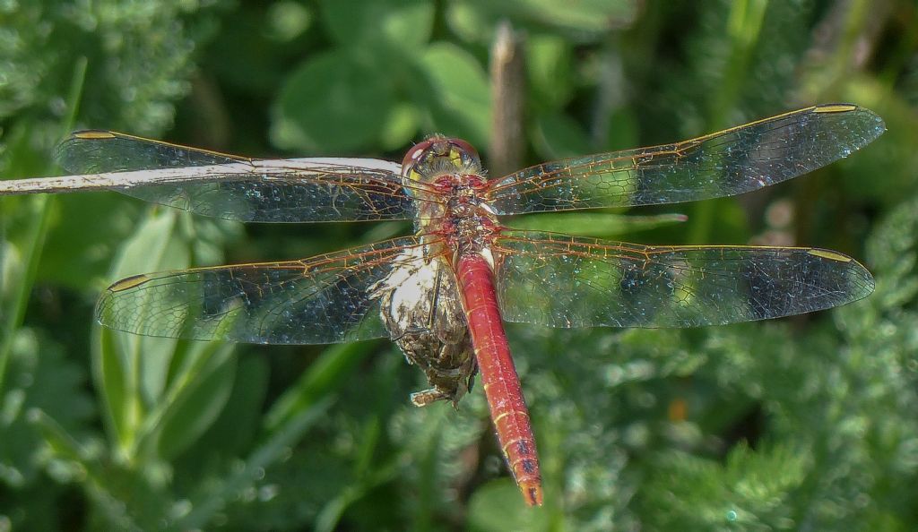Sympetrum? Quale? - Sympetrum fonscolombii