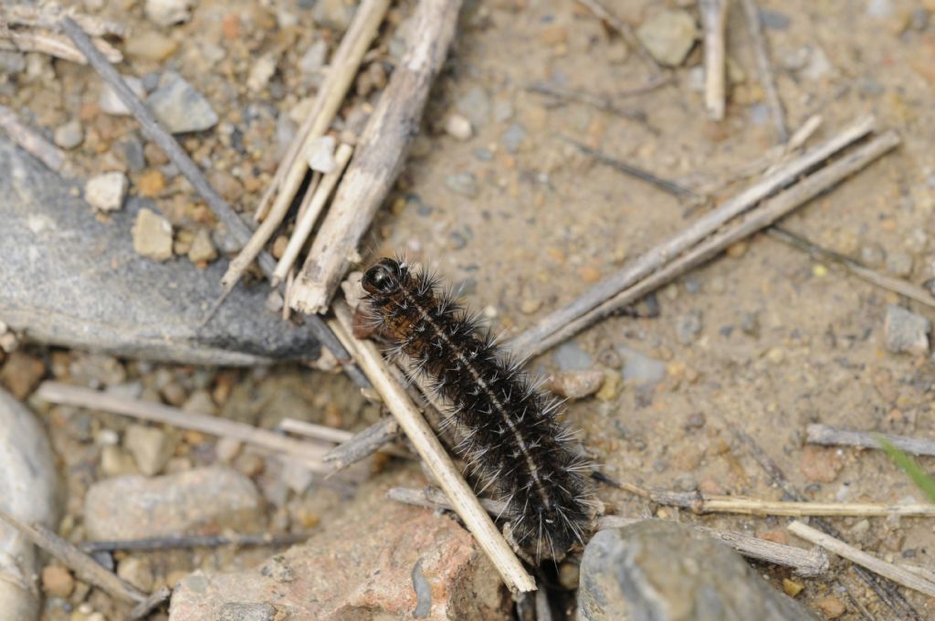 Bruco da determinare - Erebidae Arctiinae