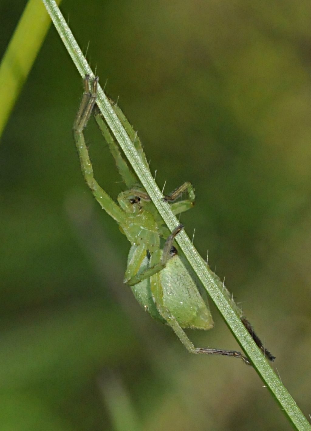 Micrommata ligurina - Bagnasco (CN)