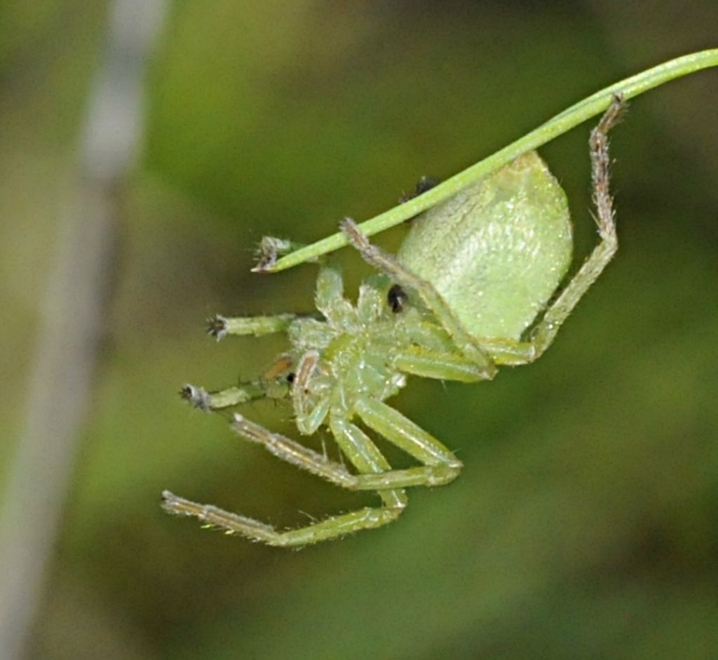 Micrommata ligurina - Bagnasco (CN)