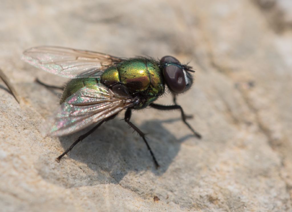 Lucilia? No, maschio di Neomyia cornicina (Muscidae)