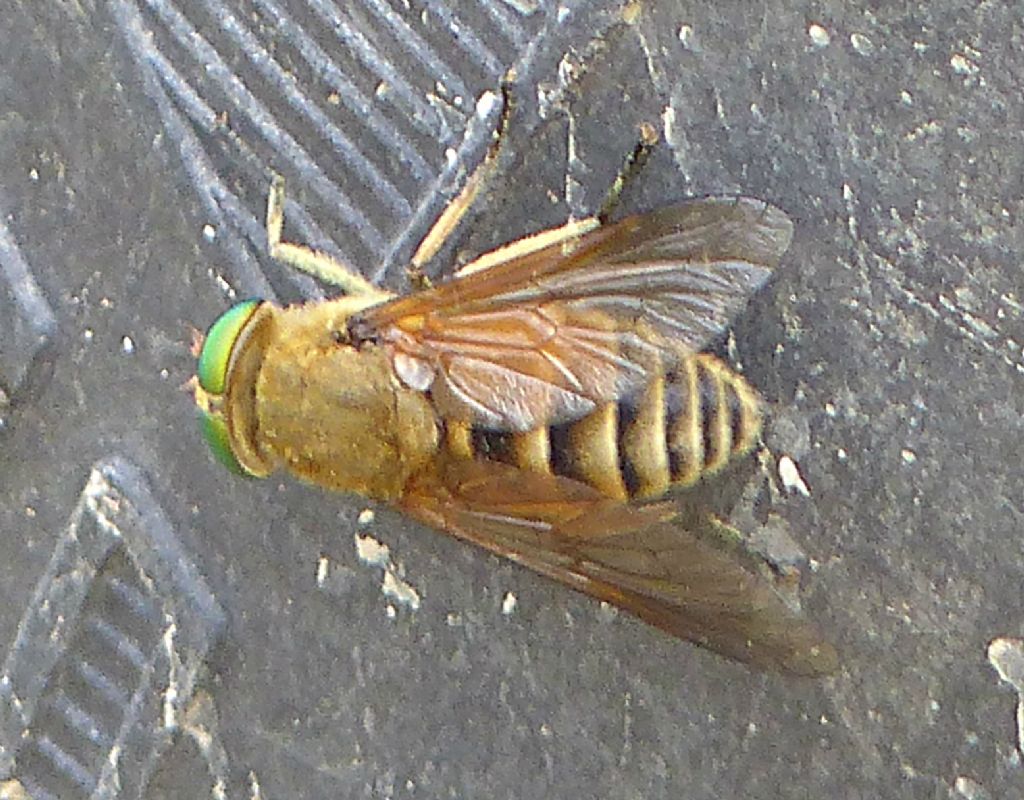 Philipomyia aprica femmina (Tabanidae)