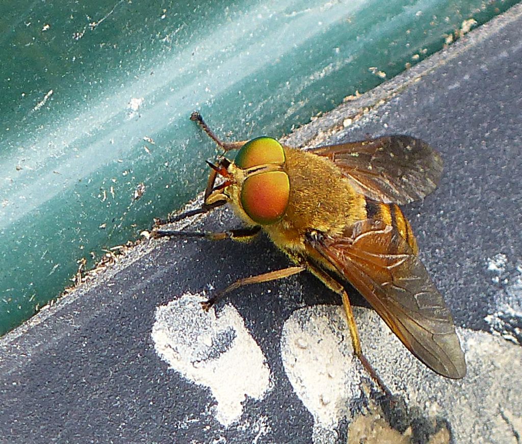 Philipomyia aprica femmina (Tabanidae)