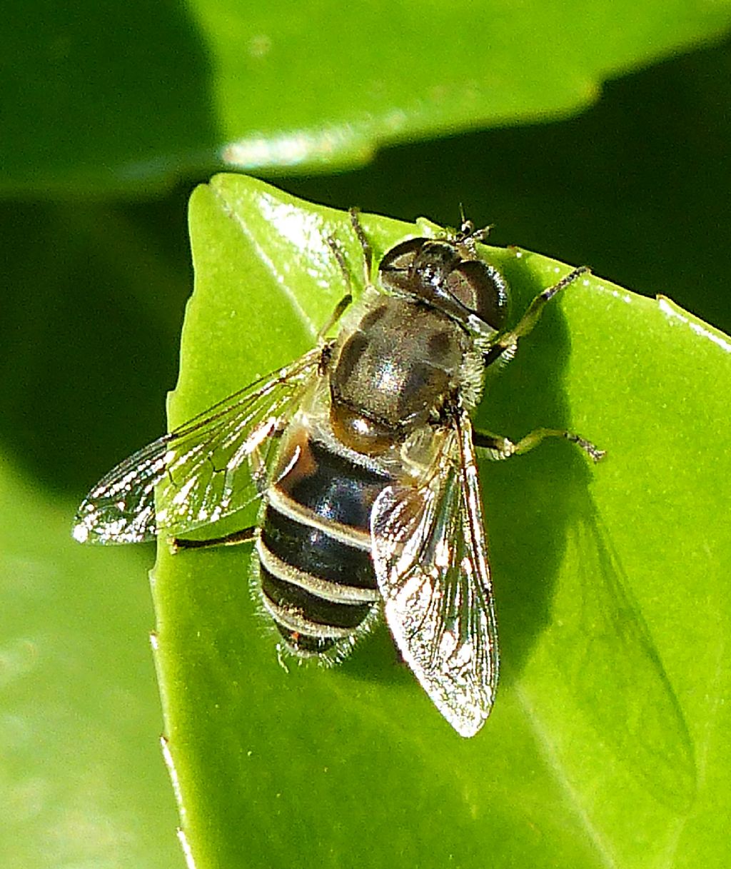 Eristalis pertinax?