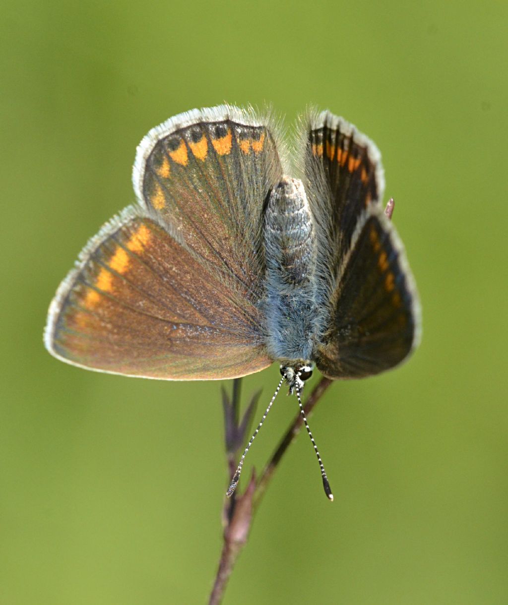 Licenide da identificare - Polyommatus icarus