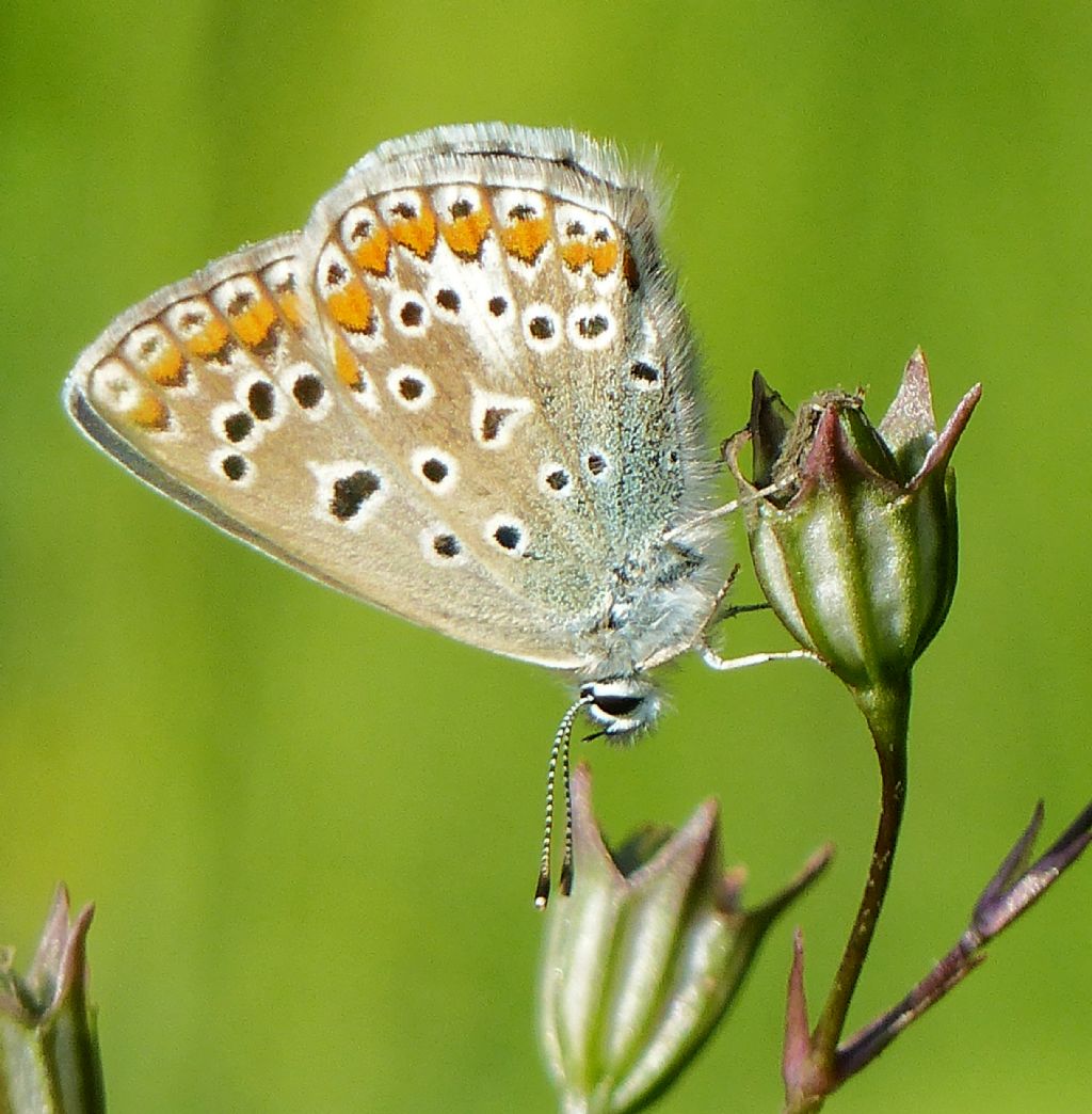 Licenide da identificare - Polyommatus icarus