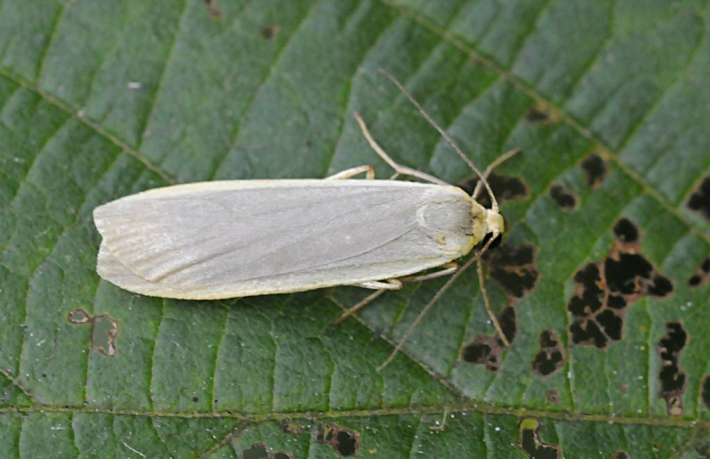 Lepidottero da determinare - Eilema sp.