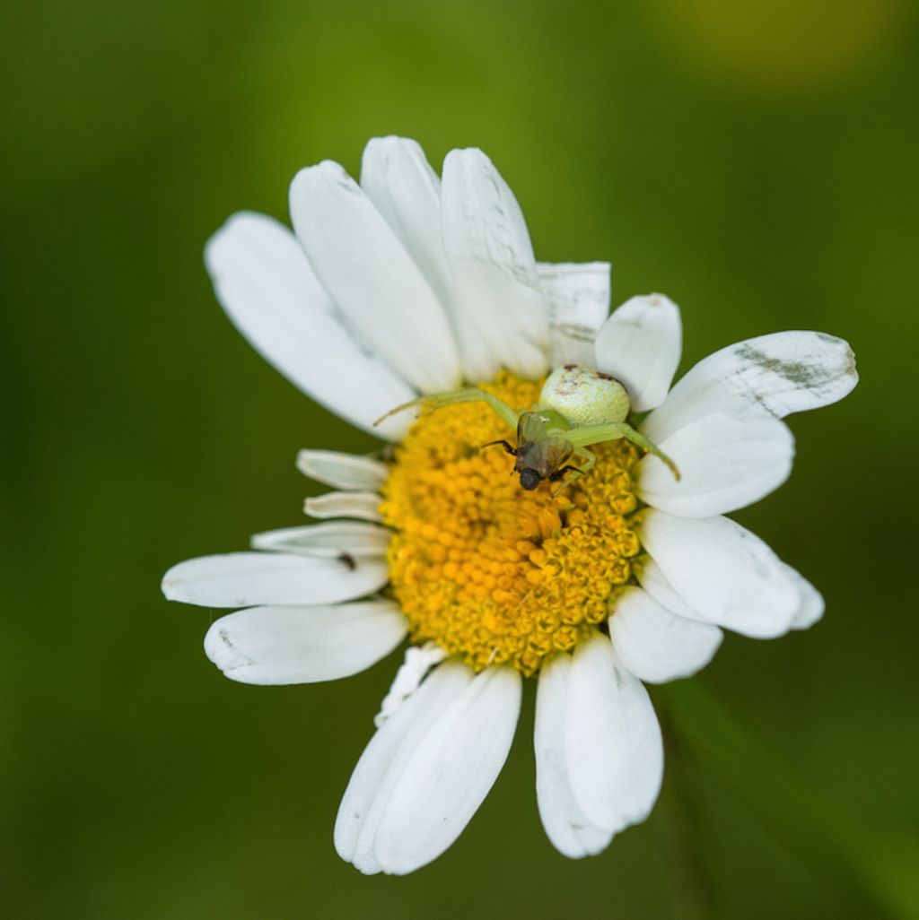 Ebrechtella tricuspidata - Bagnasco (CN)