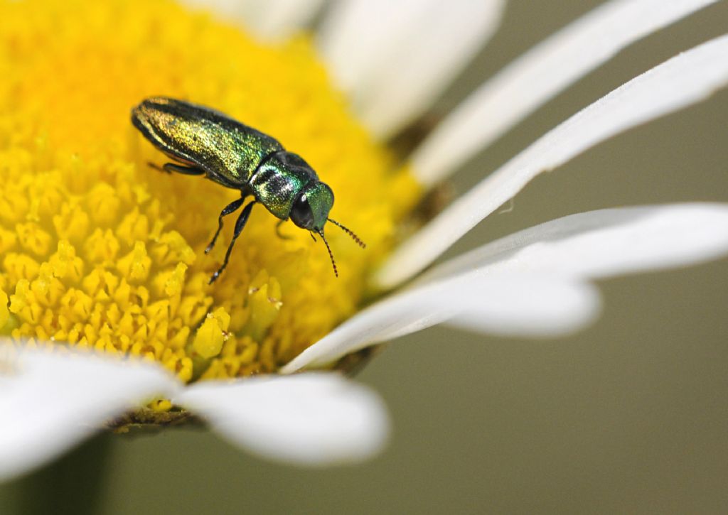 Anthaxia podolica, maschio, Buprestidae