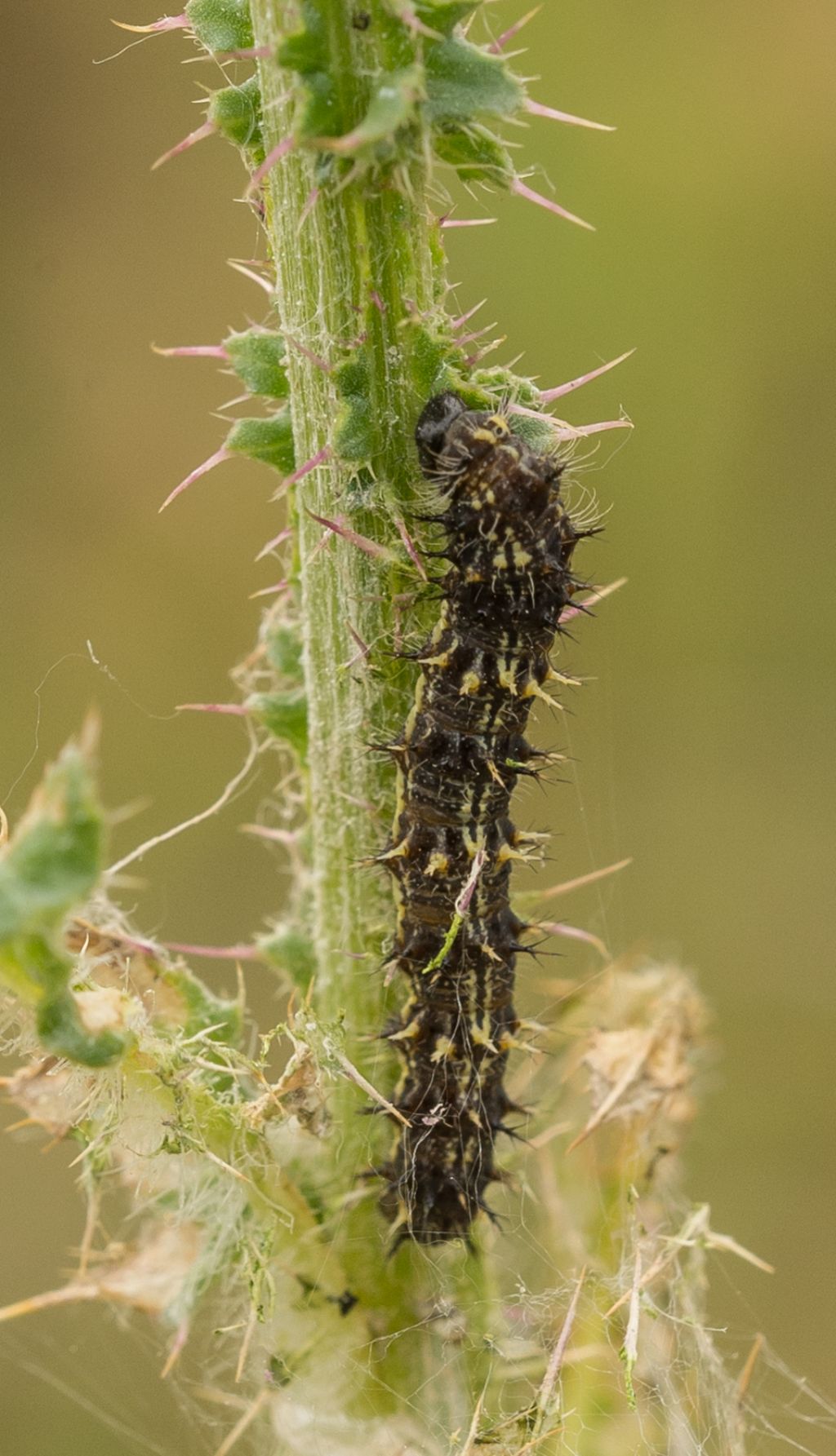 Aglais urticae? S