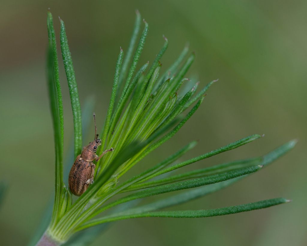 Phyllobius pyri, Curculionidae