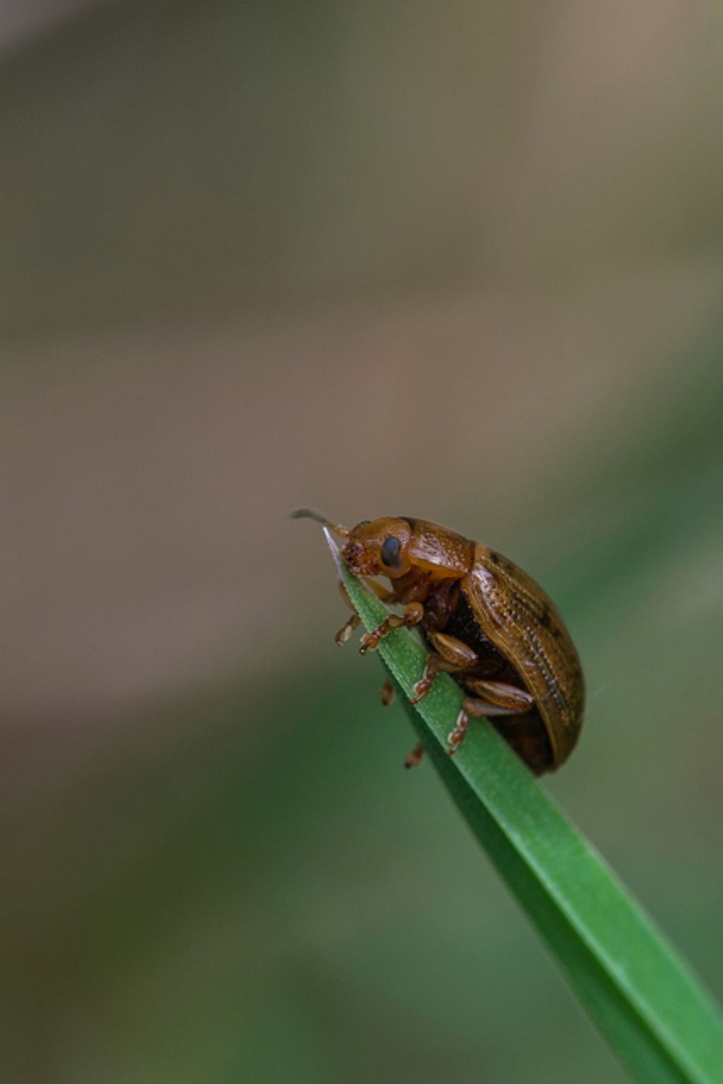 Gonioctena sp., Chrysomelidae