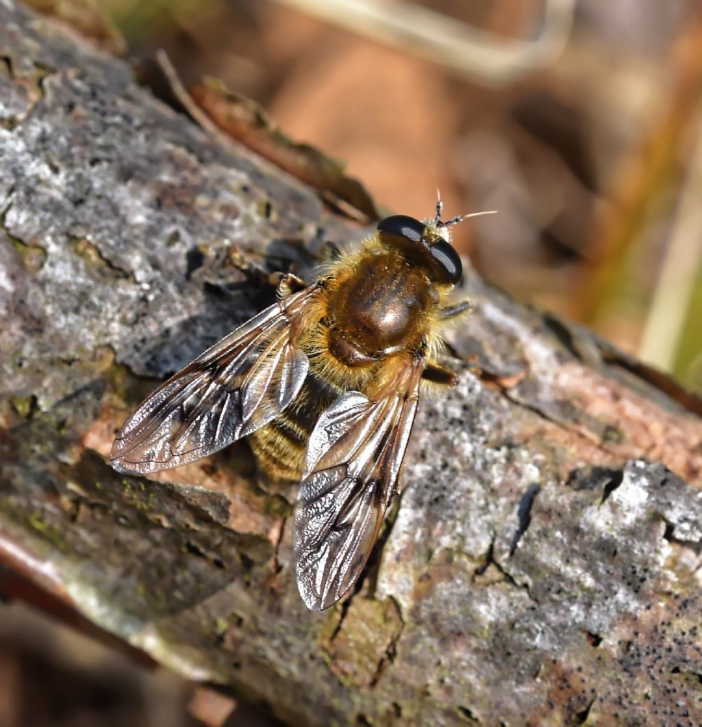 Criorhina asilica (Syrphidae) femmina