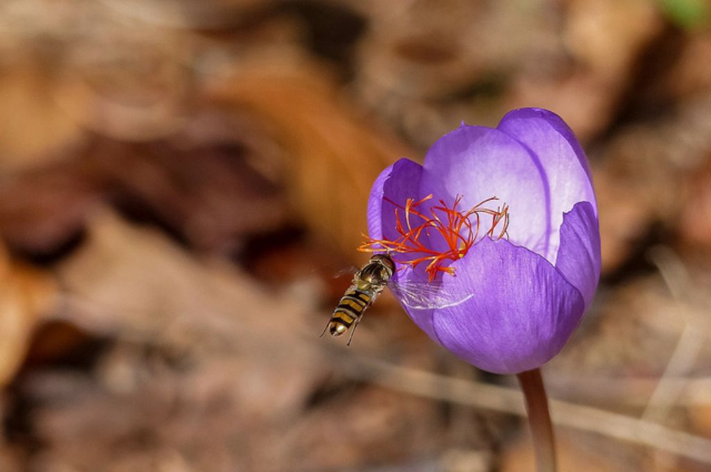 Episyrphus balteatus (Syrphidae) maschio