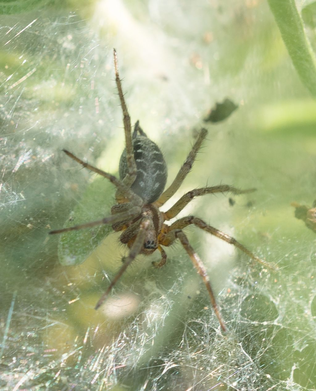 Giovane Agelena labyrinthica - Sale San Giovanni (CN)