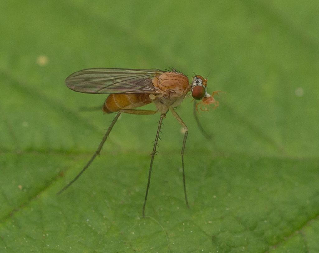 Dittero da determinare:  famiglia Dolichopodidae
