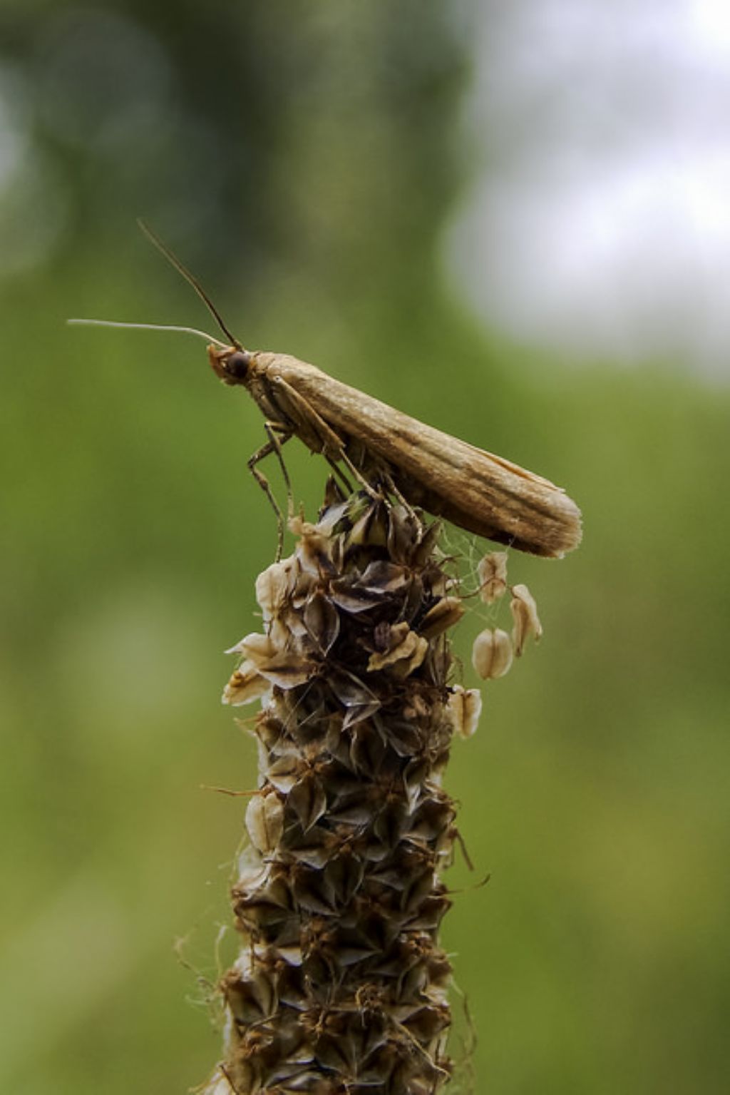 Lepidottero da identificare