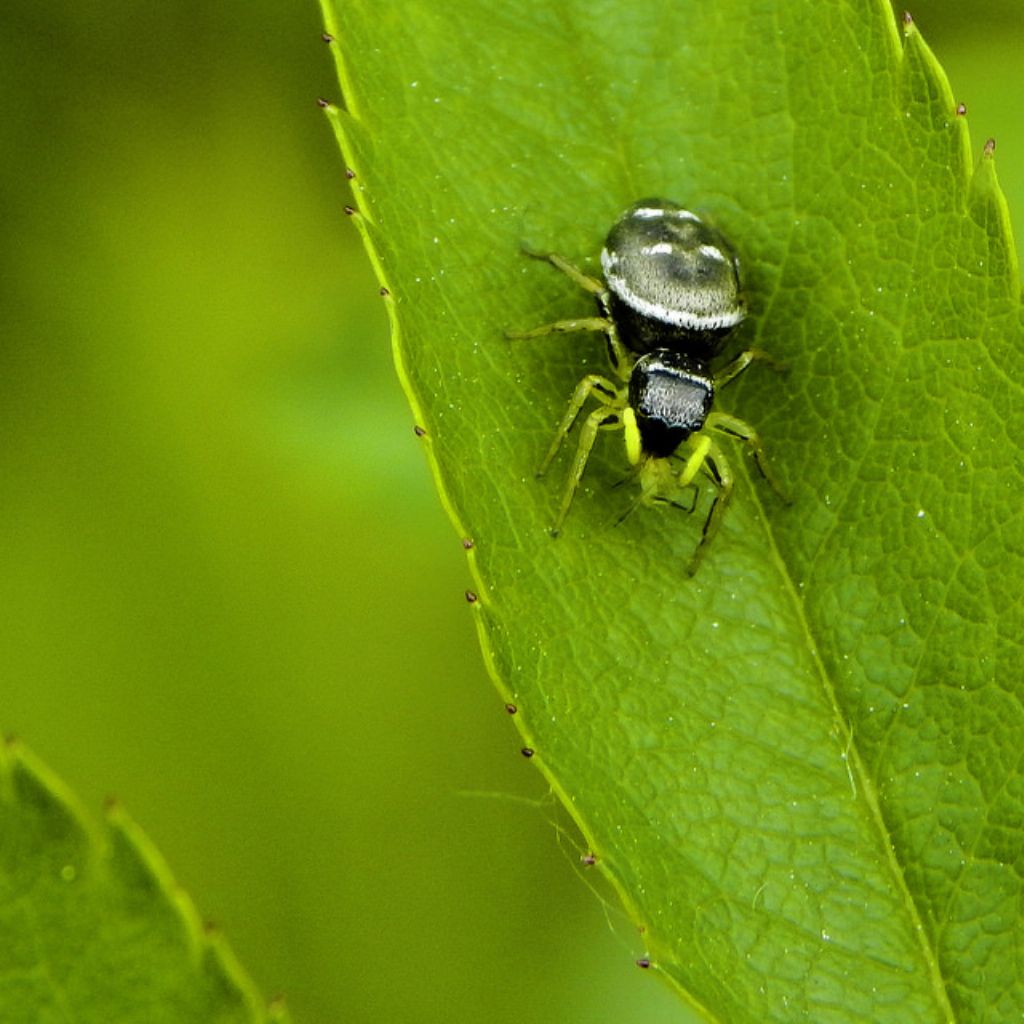 Heliophanus sp. - Ceva (CN)
