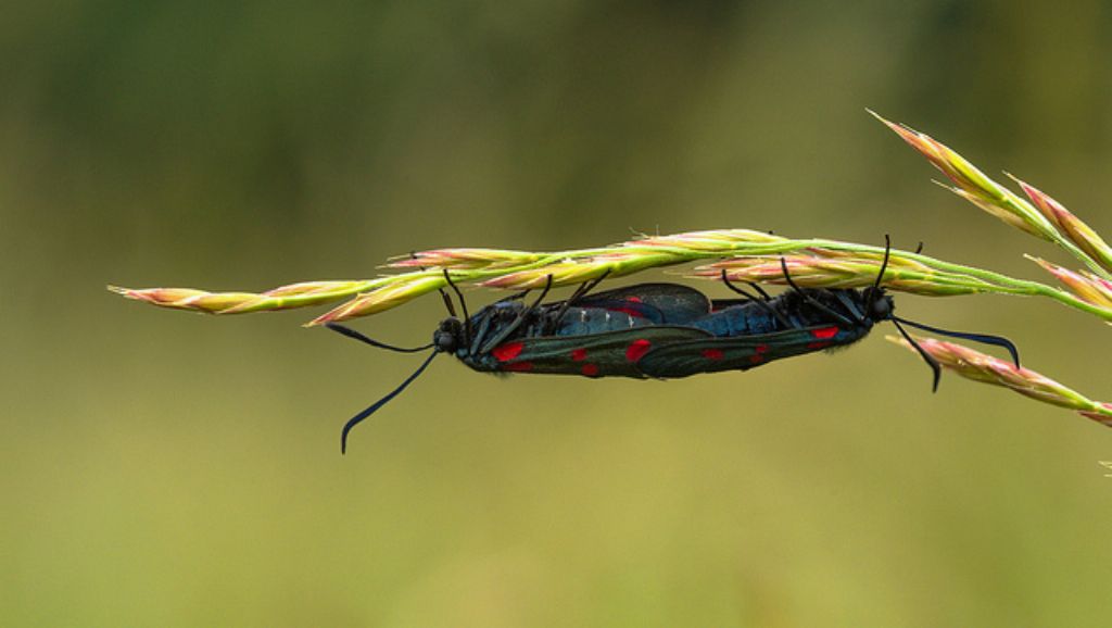 Zygaena (Zygaena) lonicerae