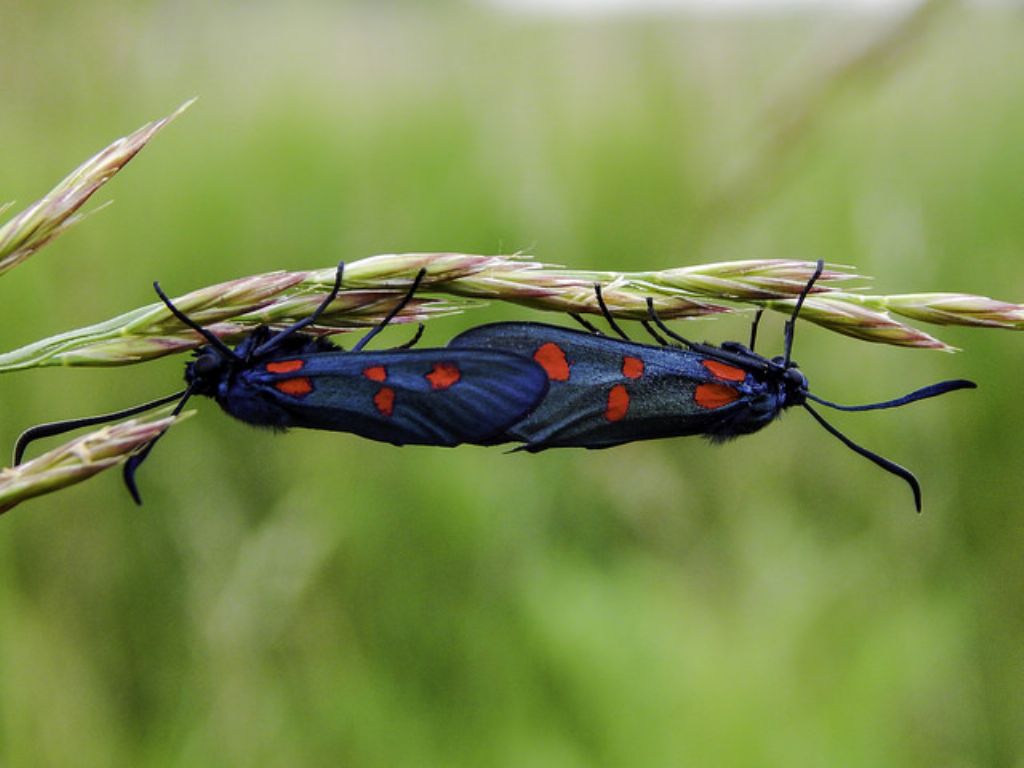 Zygaena (Zygaena) lonicerae