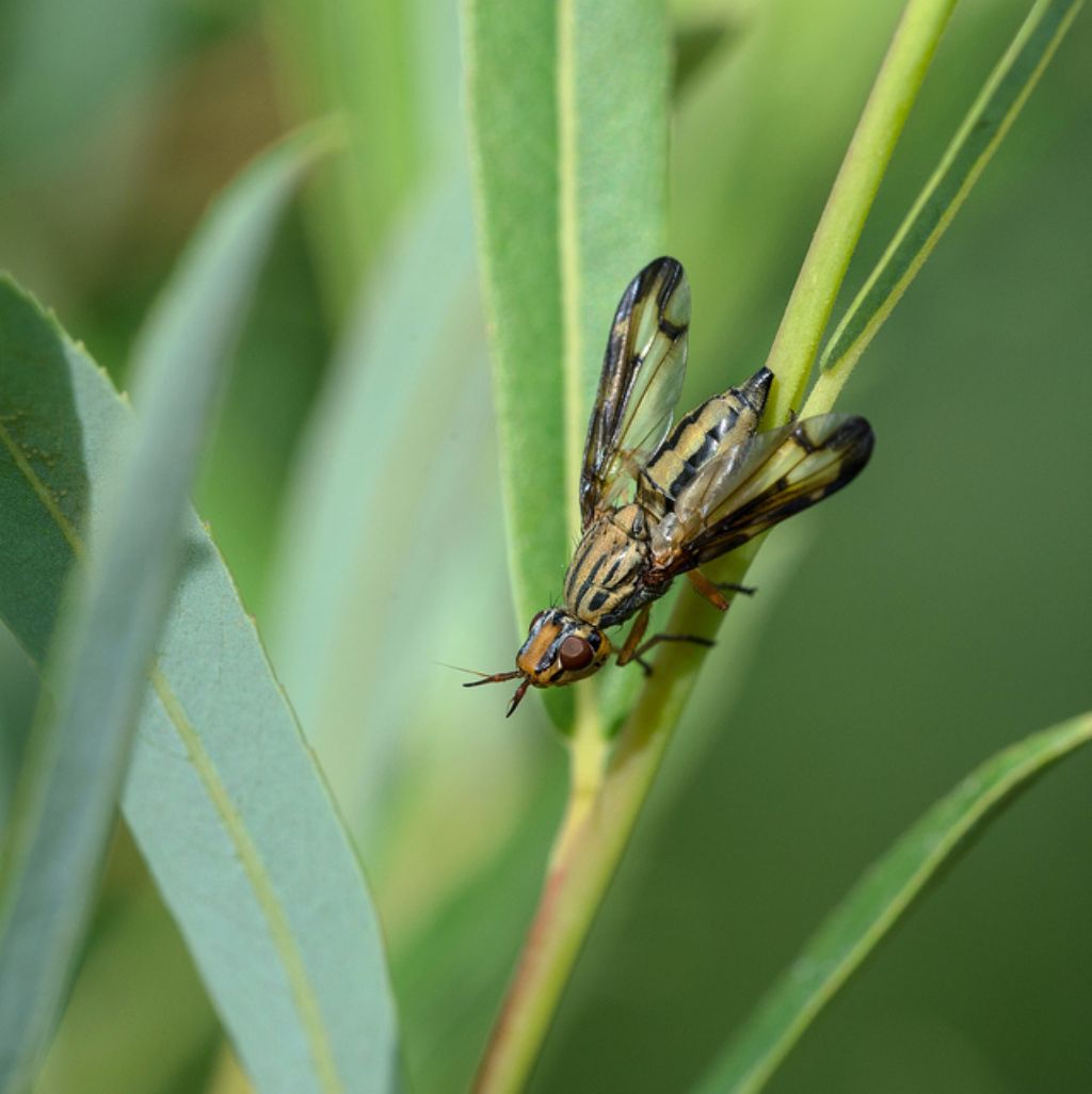 Dorycera sp. (Ulidiidae)