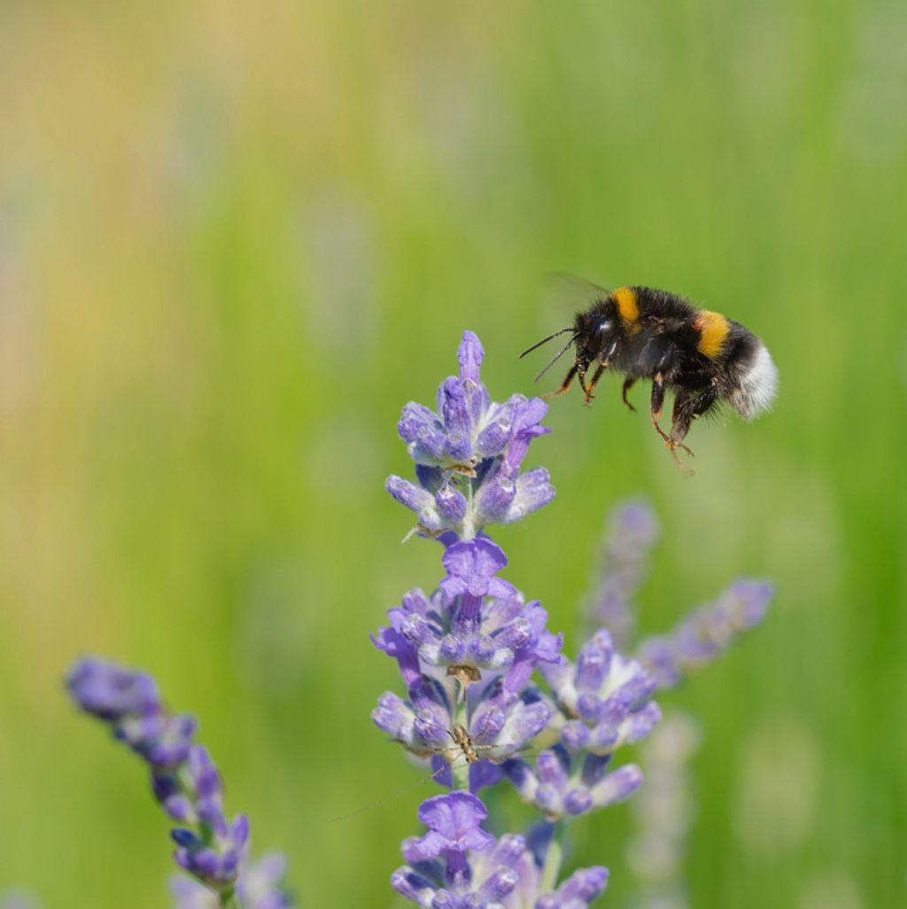 Bombus terrestris