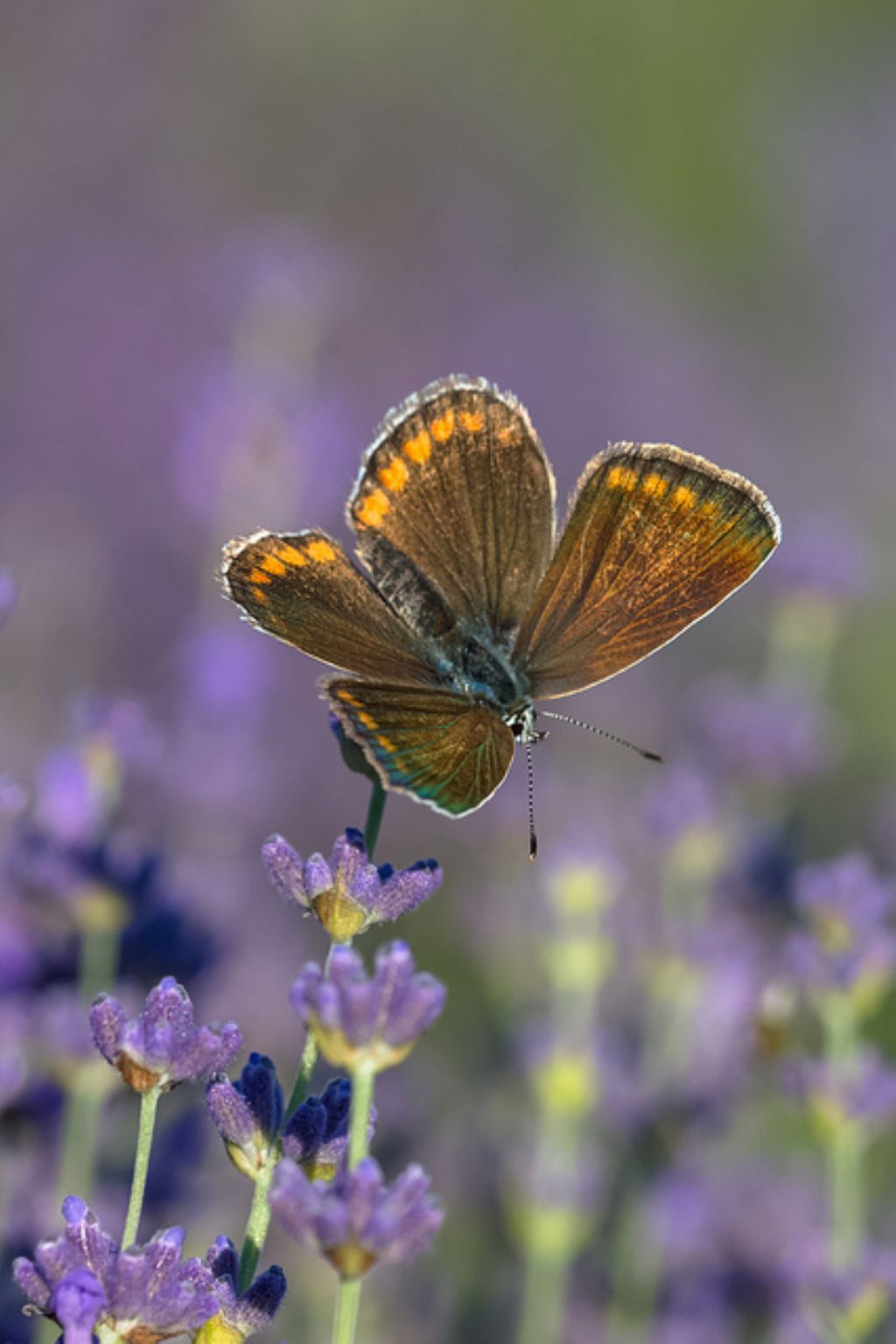 Femmina di Polyommatus icarus? Polyommatus sp.