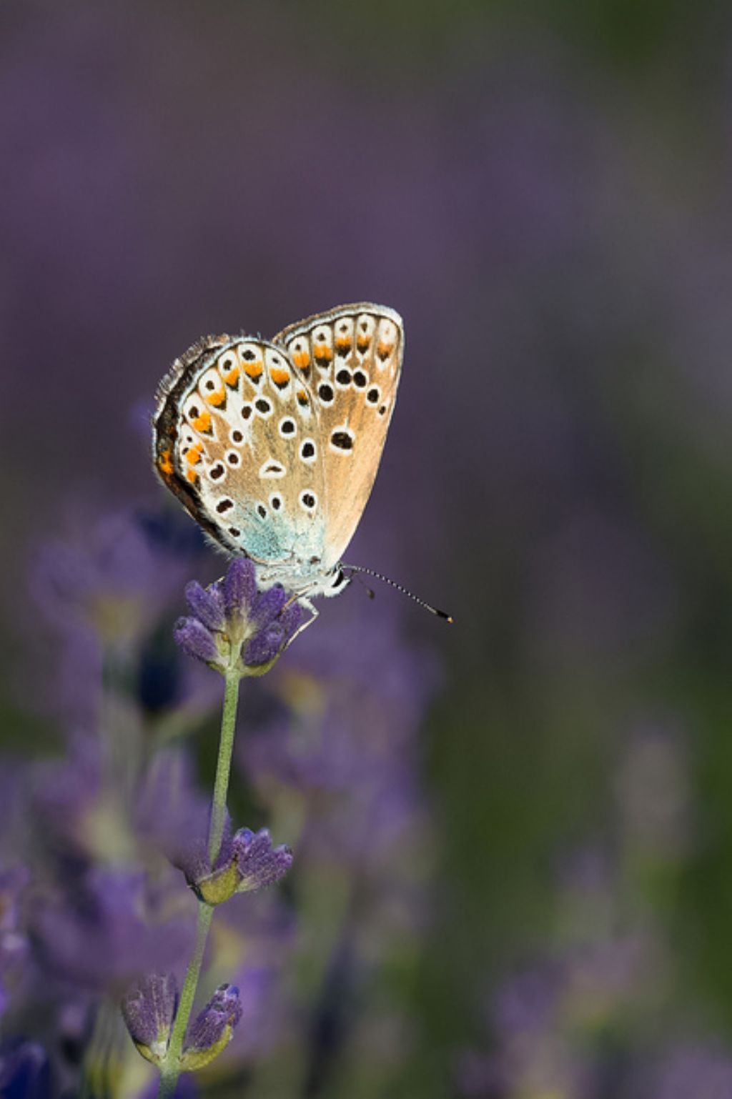 Femmina di Polyommatus icarus? Polyommatus sp.