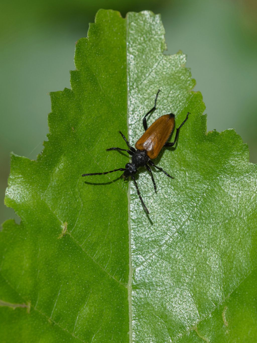 Paracorymbia hybrida (cf,), Cerambycidae