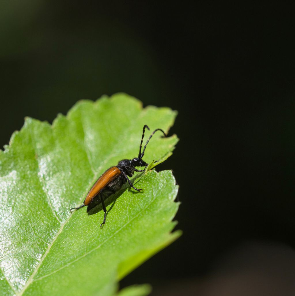 Paracorymbia hybrida (cf,), Cerambycidae