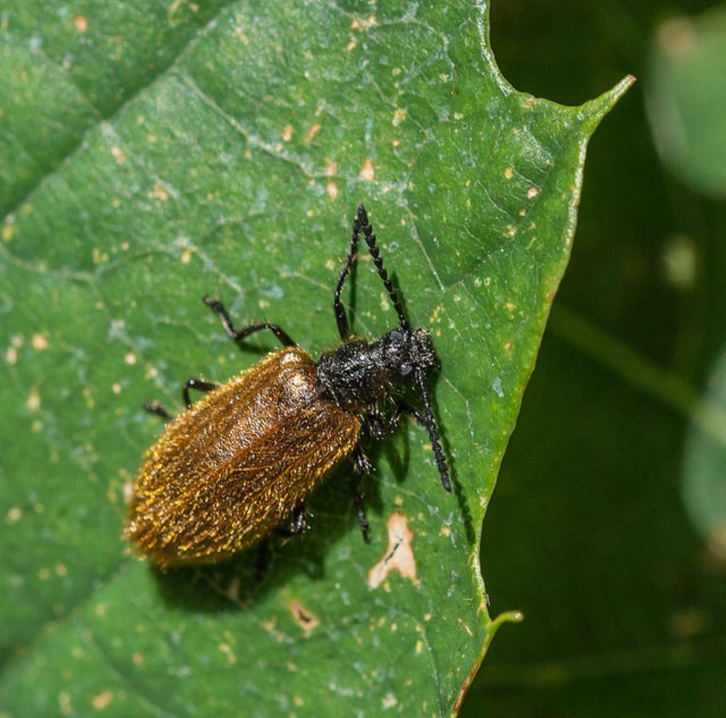 Lagria hirta? S, Tenebrionidae