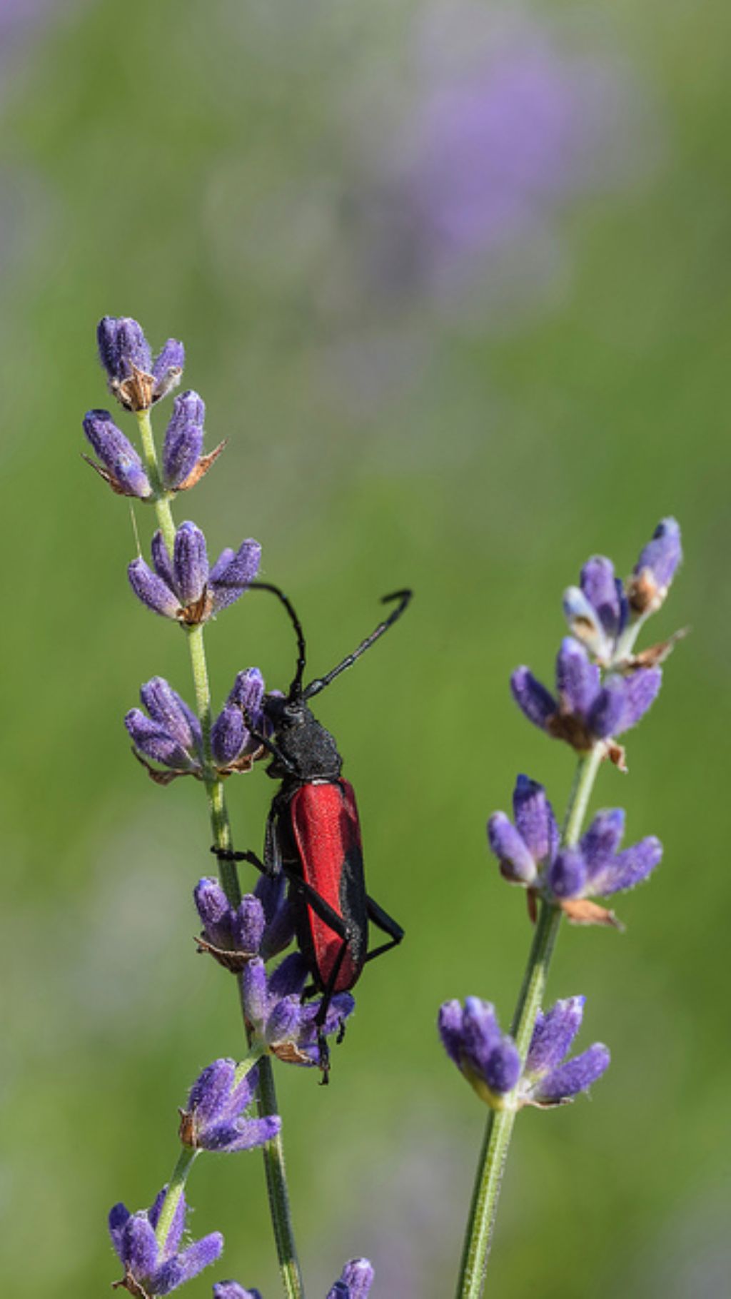 Purpuricenus kaehleri, Cerambycidae