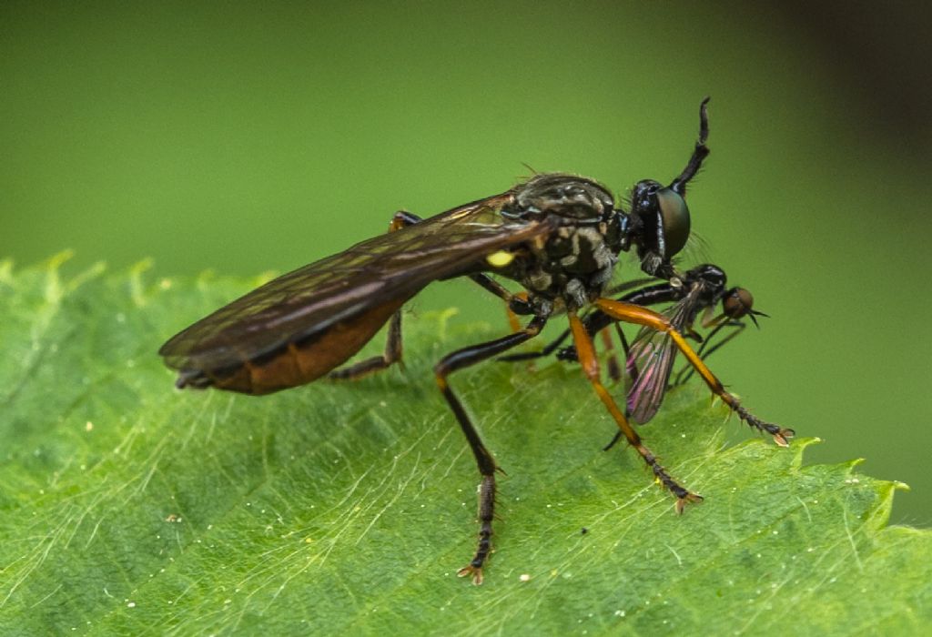 Asilidae : Dioctria cfr. hyalipennis